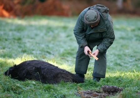 dgestim actiondechasse bois 0048