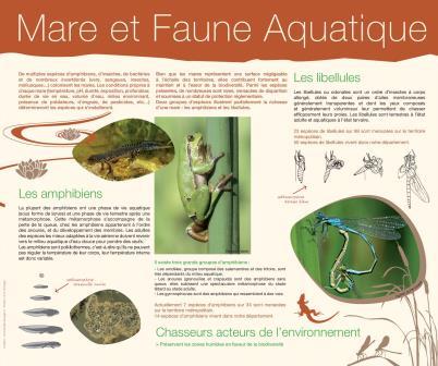 mare faune