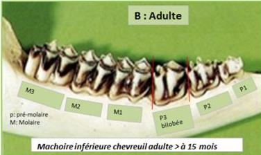 machoire adulte compresse